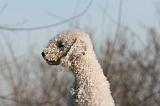 BEDLINGTON TERRIER 088